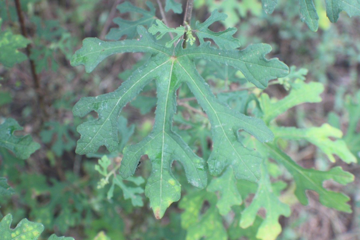 Urena lobata subsp. sinuata (L.) Borss.Waalk.